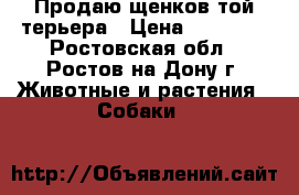 Продаю щенков той терьера › Цена ­ 10 000 - Ростовская обл., Ростов-на-Дону г. Животные и растения » Собаки   